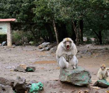 Fes to Fes: 2 Days/ 1 Night Desert Tour from Fes to Fes (From 120 € per person)