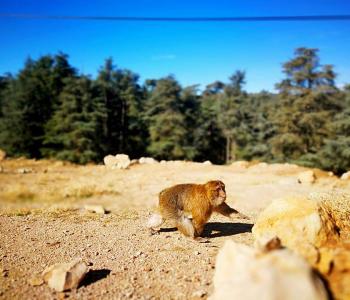 2 Days/ 1 Night Desert Trip from Fes to Marrakech 